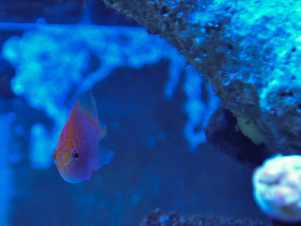 DSC_0189_zps2eb74f8d.jpg