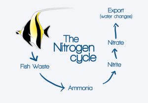 nitrogen-300x209_zpsdpemx7u6.jpg