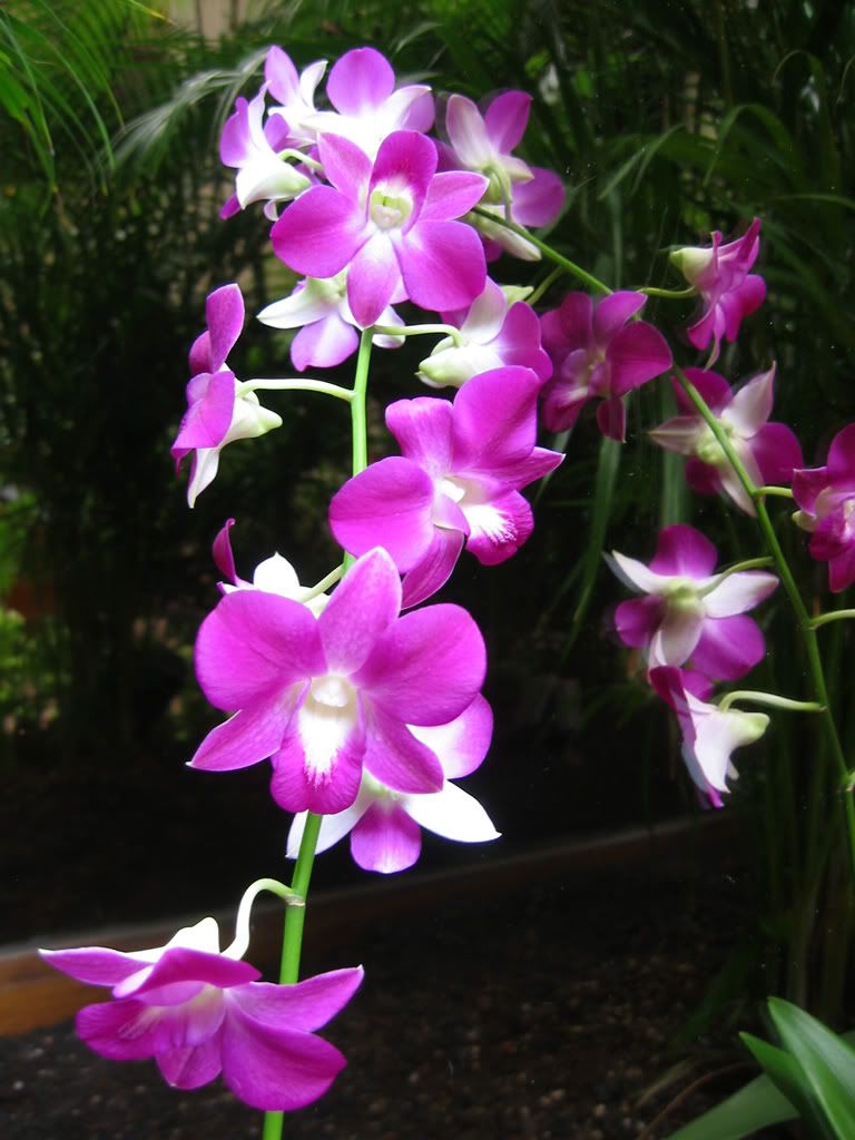 Types Of Dendrobium Orchids
