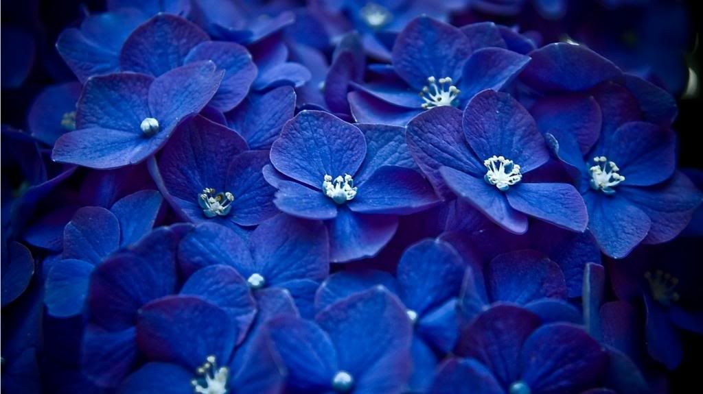  photo Blue-Flowers-flowers-33698240-1366-768_zpsefd9d1ef.jpg