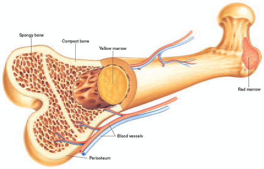 Bone Marrow 11
