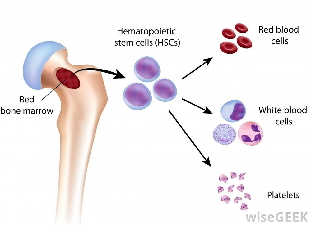 Bone Marrow 12