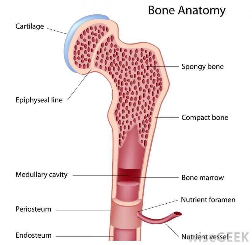 Bone Marrow 2