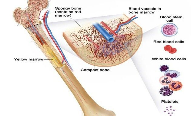 Bone Marrow 3