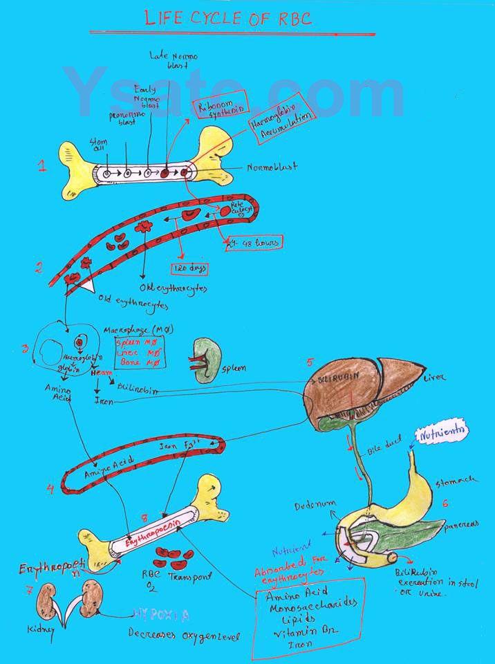 Life Cycle RBC 1