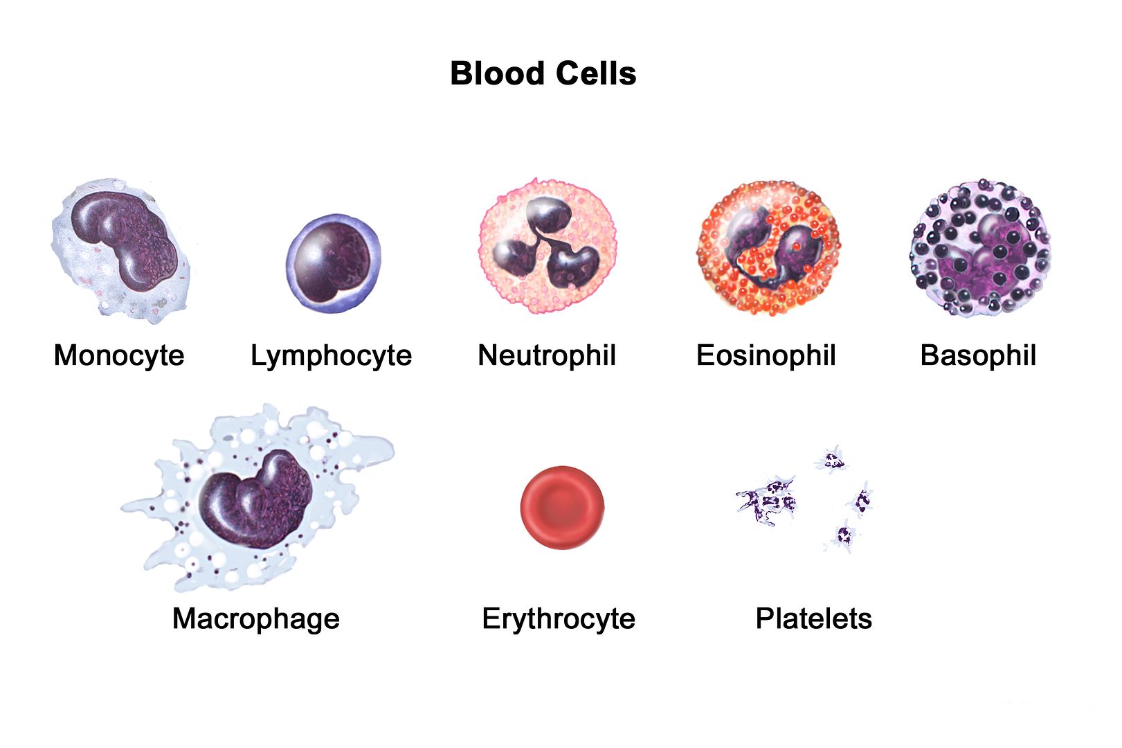 WBC Cell 11