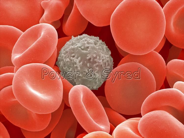 WBC Cell 13