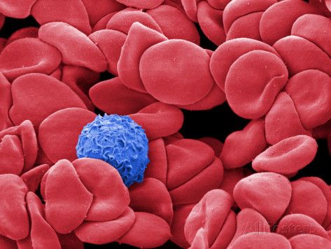 WBC Cell 15