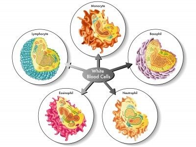 WBC Cell 16