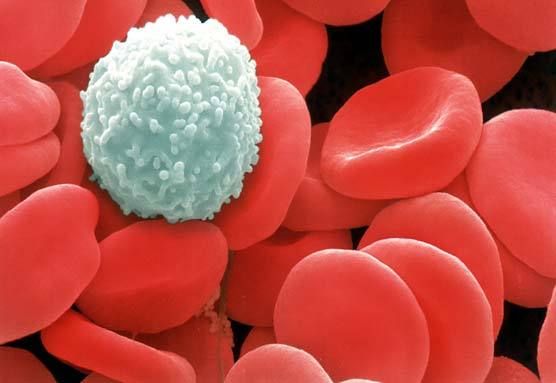 WBC Cell 17