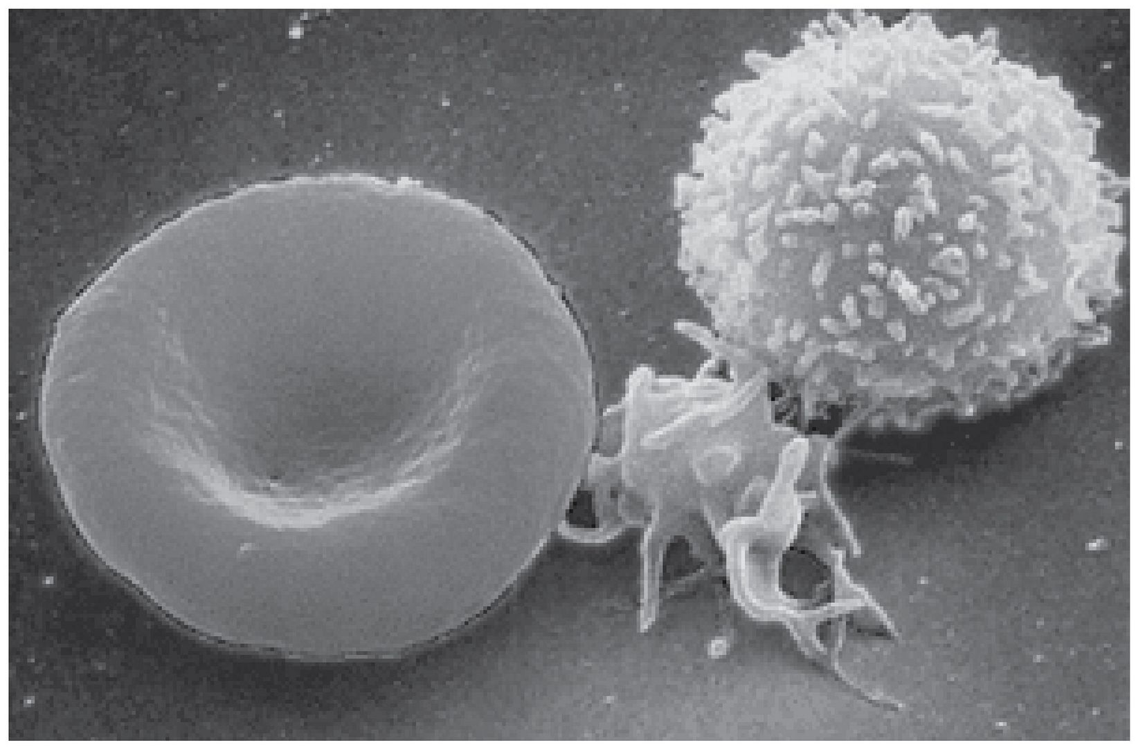 WBC Cell 24