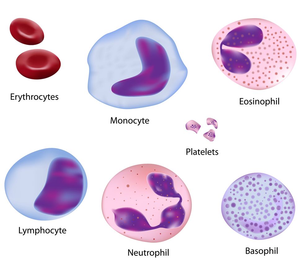 WBC Cell 26