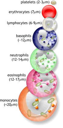WBC Cell 28
