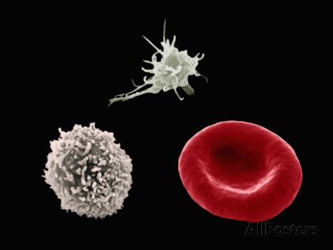 WBC Cell 31