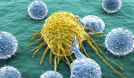 WBC Cell 35