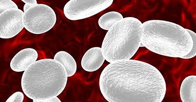WBC Cell 36
