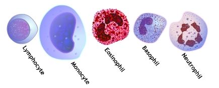 WBC Cell 37