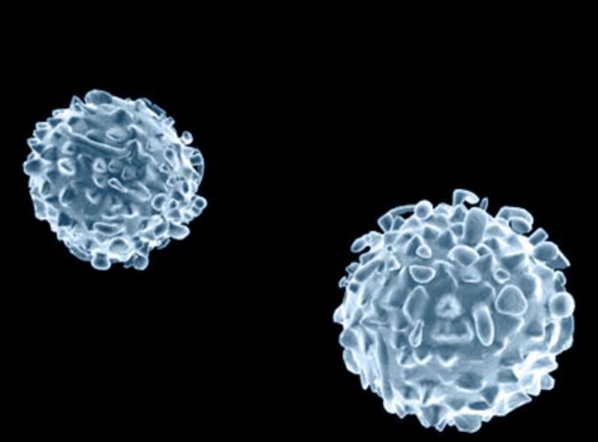 WBC Cell 3