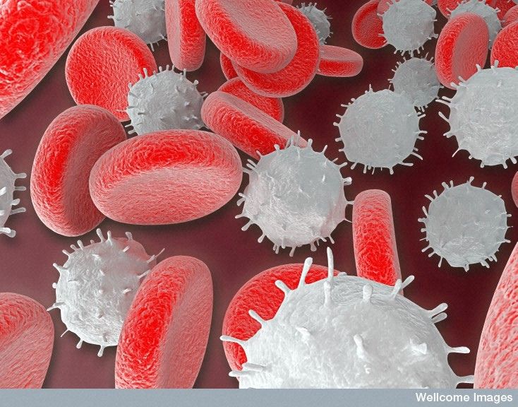 WBC Cell 4