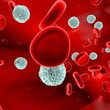 WBC Cell 7