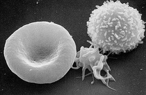 WBC Cell 9