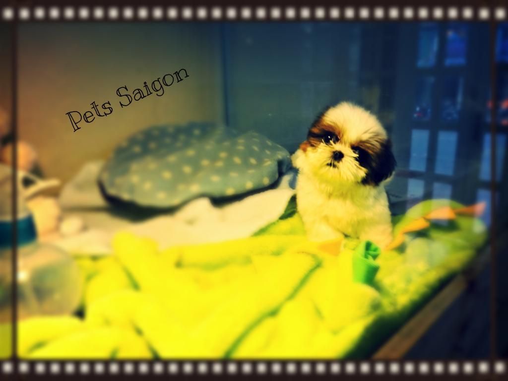 HCM-Pets Saigon cần tìm chủ chó 10 bé Poodle,Shihtzu, Yorksire - 17