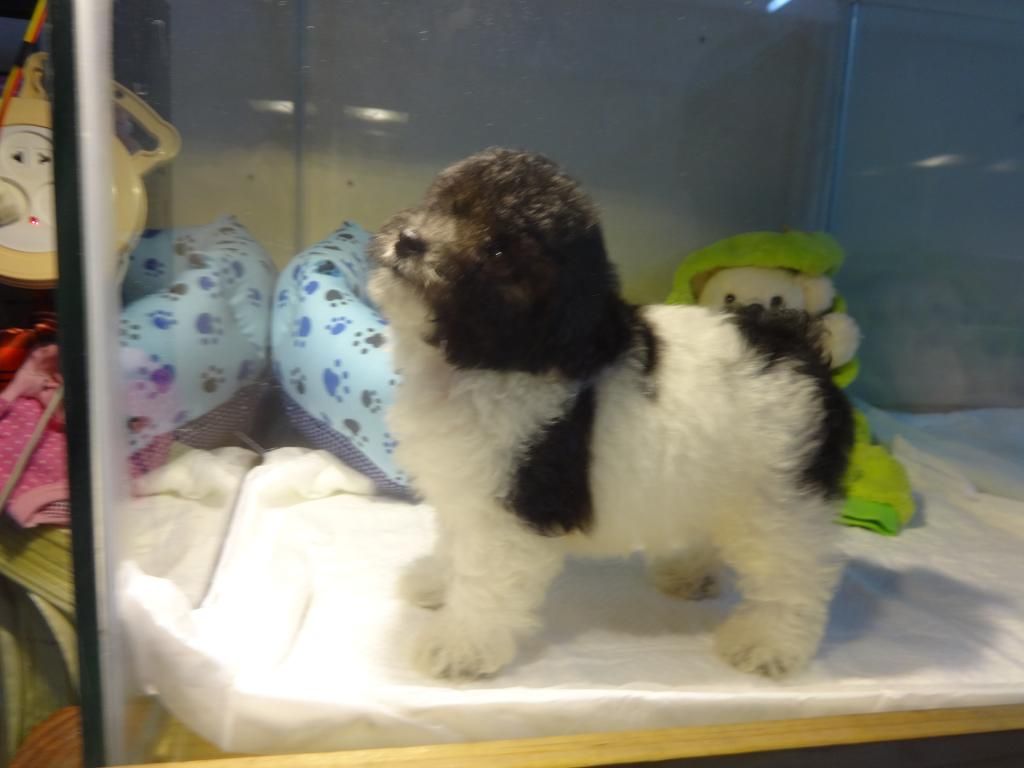 HCM-Pets Saigon cần tìm chủ chó 10 bé Poodle,Shihtzu, Yorksire - 13
