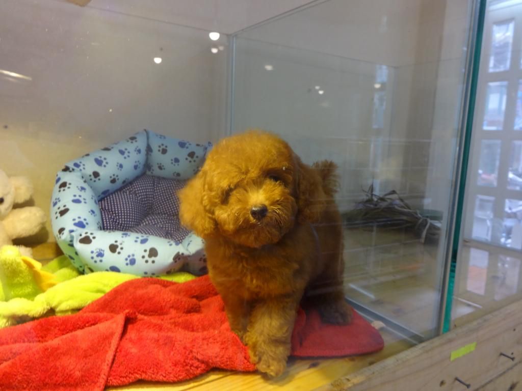 HCM-Pets Saigon cần tìm chủ chó 10 bé Poodle,Shihtzu, Yorksire - 5