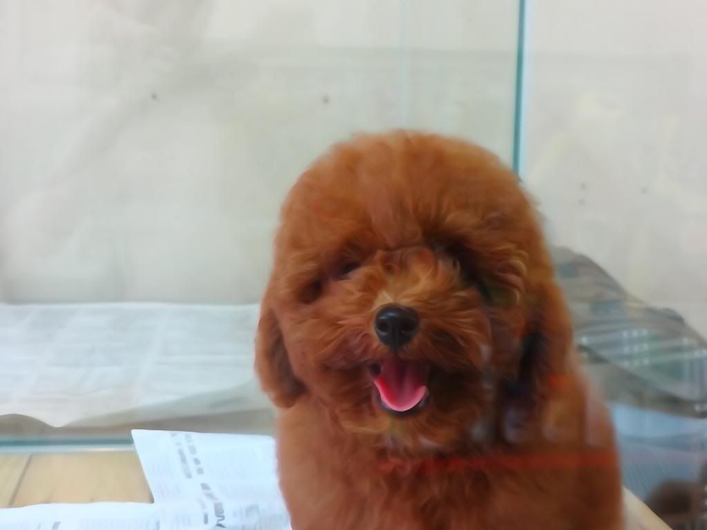 HCM-Pets Saigon cần tìm chủ chó 10 bé Poodle,Shihtzu, Yorksire - 1