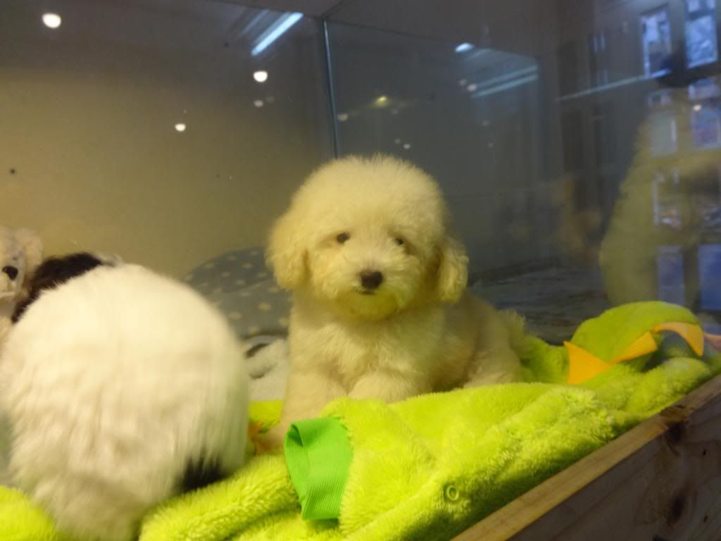 HCM-Pets Saigon cần tìm chủ chó 10 bé Poodle,Shihtzu, Yorksire - 7