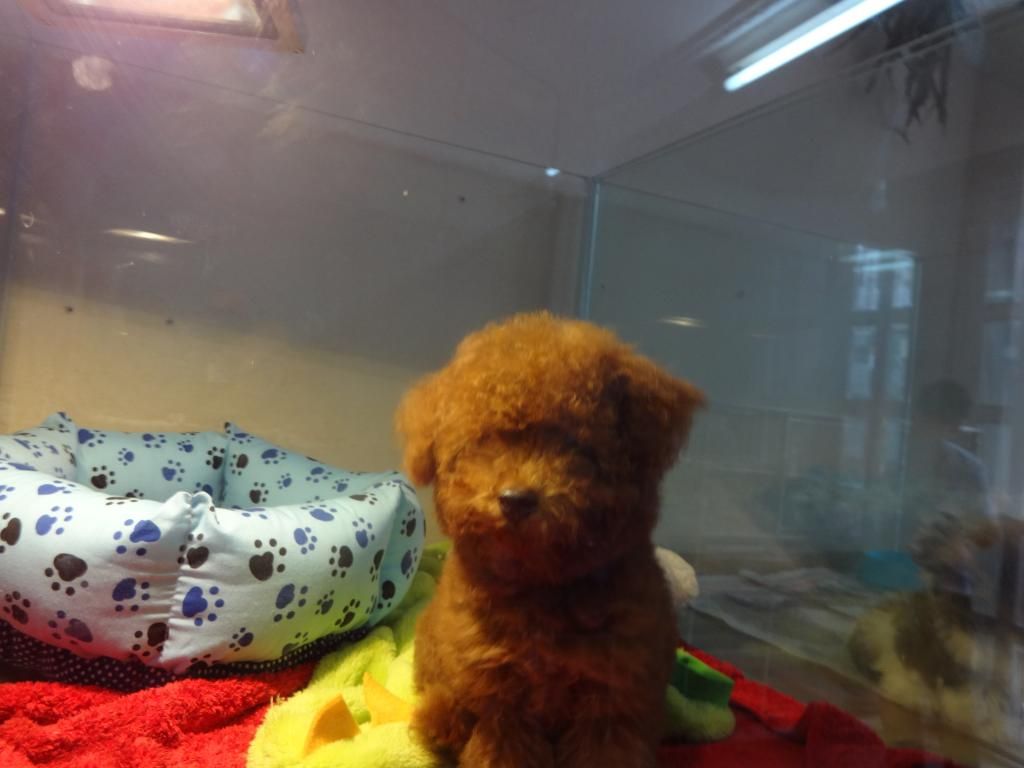 HCM-Pets Saigon cần tìm chủ chó 10 bé Poodle,Shihtzu, Yorksire - 3