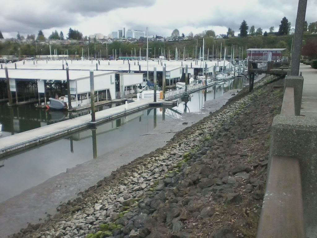 Whale Watching Port Susan, Washington
