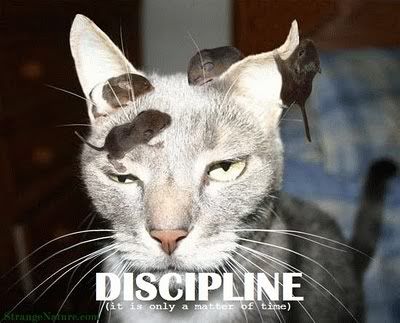 disclipline-funny_animal-pictures-captions.jpg