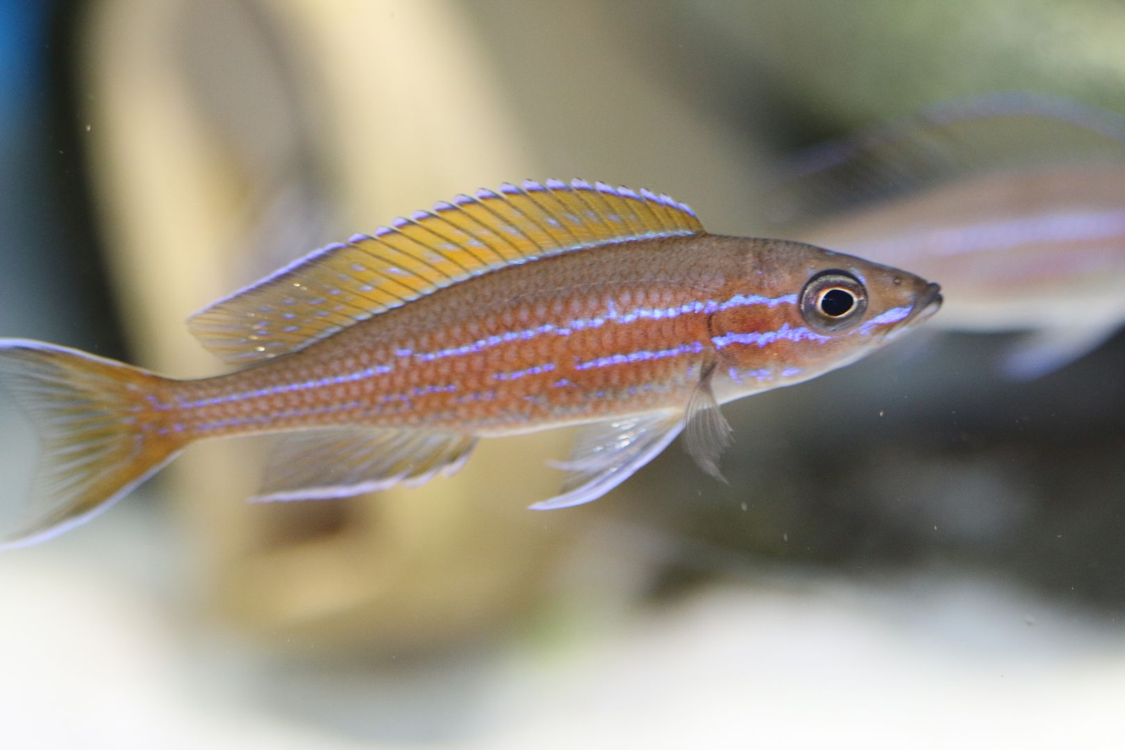 Paracyprichromis nigripinnis photo IMG_0578_zpskwnno19o.jpg