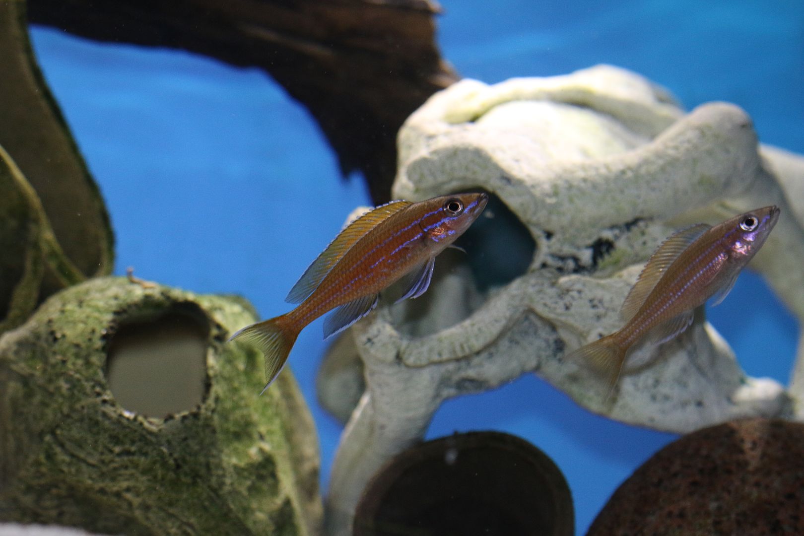 Paracyprichromis nigripinnis photo IMG_1022_zpscj5uf8f1.jpg