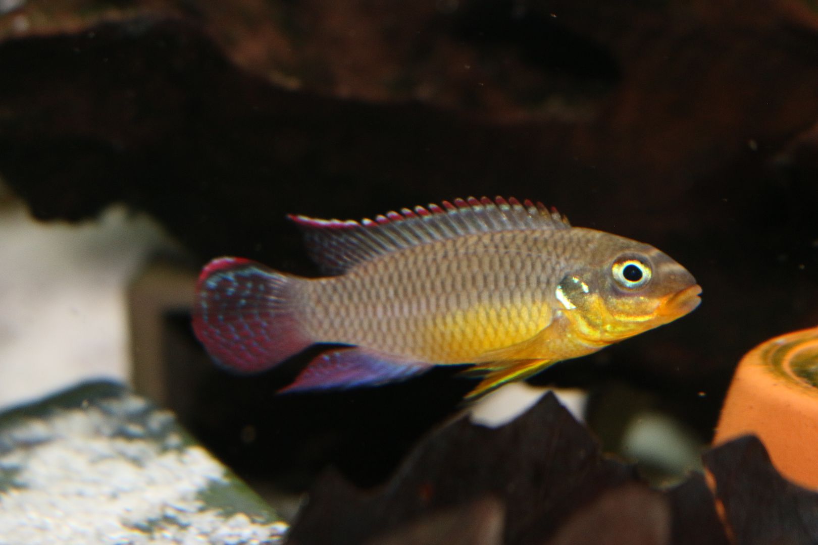 Pelvicachromis kribensis 