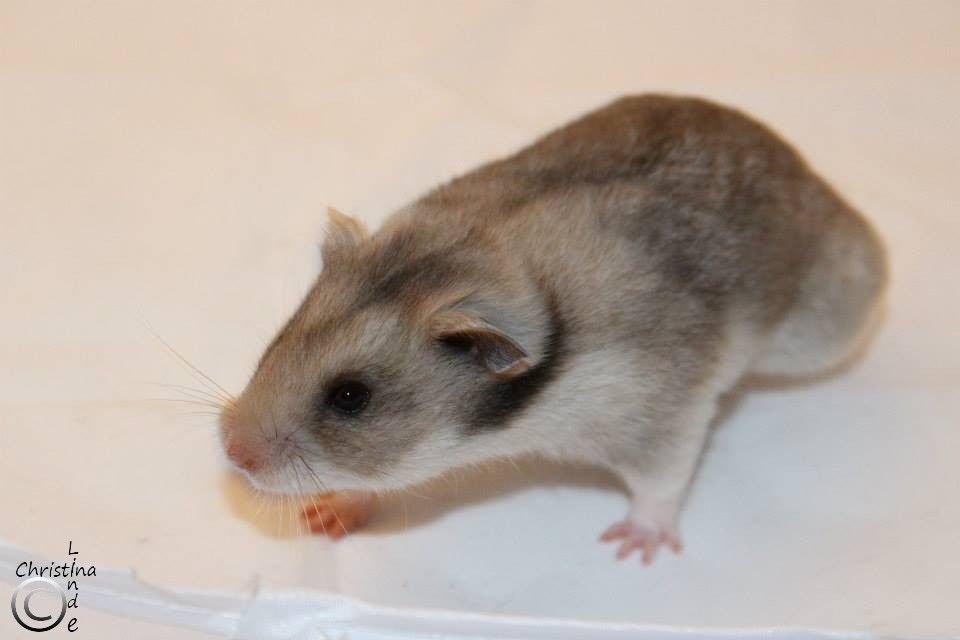 Billede