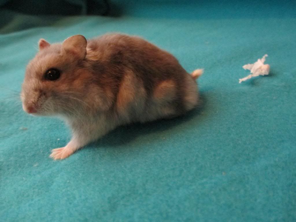 Billede