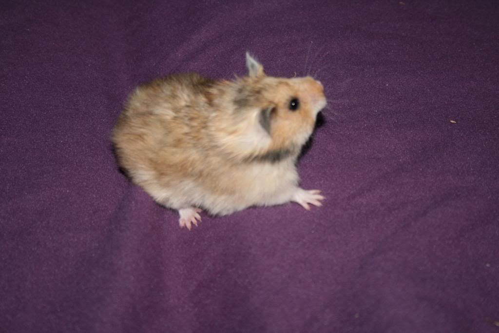 Billede