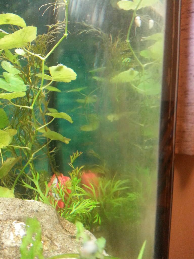 Brown Algae on Glass/Established Tank The Planted Tank Forum