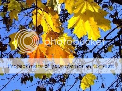 Photobucket Pictures, Images and Photos