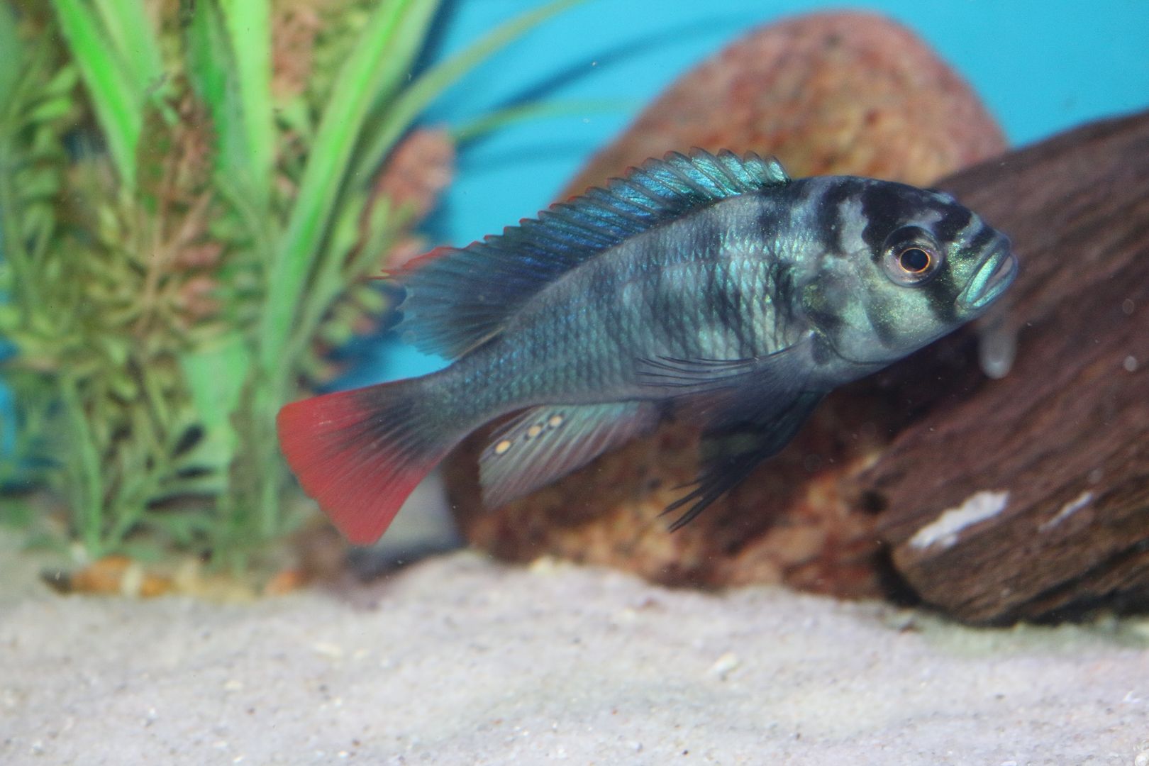 Neochromis rufocaudalis photo IMG_9812_zpsih4pxq2t.jpg