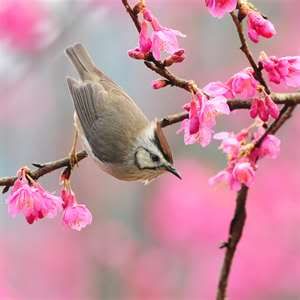 SpringBird.jpg